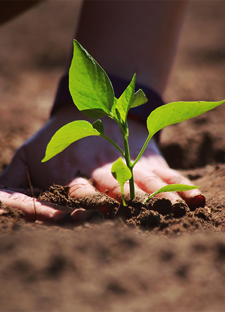 Soy Bean plant