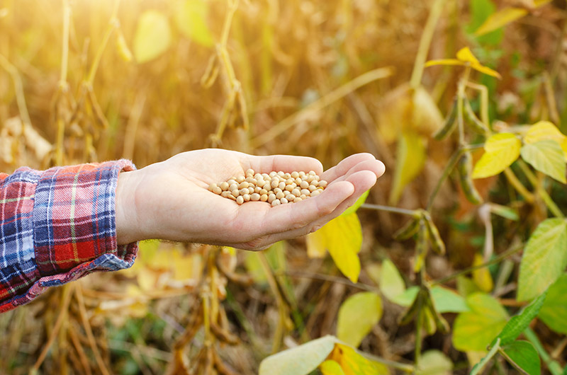 Soy Beans in Hand