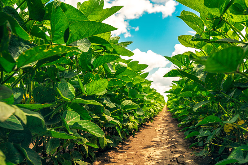 soy bean crop row